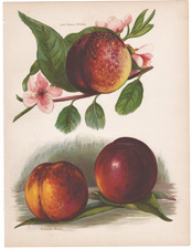 nectarines